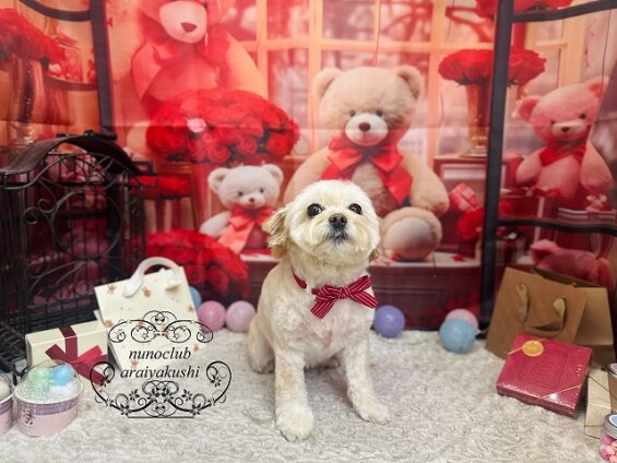 ペットサロン、ヌーノクラブ、可愛くリーズナブルにトリミング　