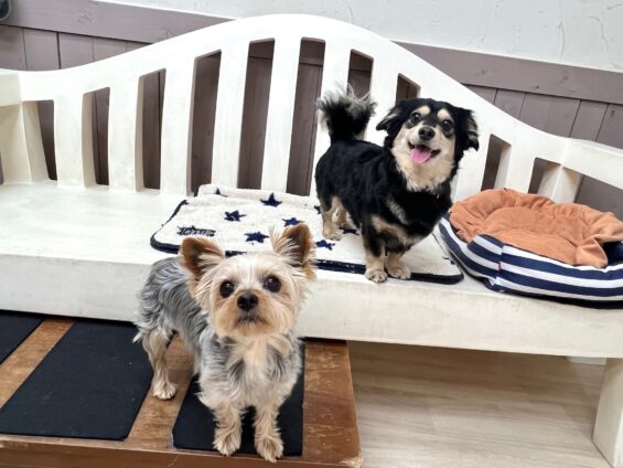 ヌーノクラブ　犬のペットホテル　東京　中野区　フリースペースでのびのび　お預かり中　ヨーキーのくるみ