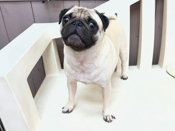 ヌーノクラブ　犬のペットホテル　東京　中野区　フリースペースでのびのび　お預かり中　パグのぼっちゃん