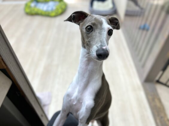 ヌーノクラブ　犬のペットホテル　東京　中野区　フリースペースでのびのび　お預かり中　イタグレの花乃嬢