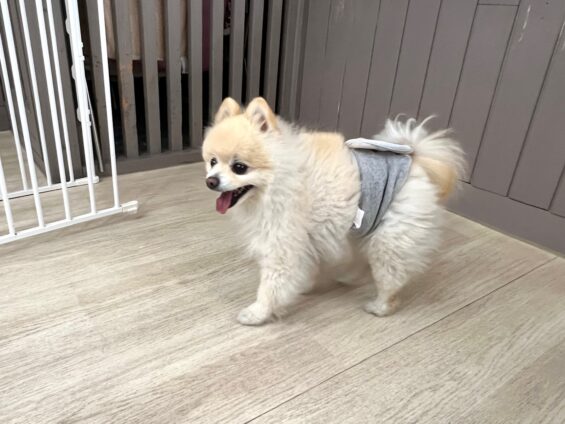 ヌーノクラブ　犬のペットホテル　東京　中野区　フリースペースでのびのび　お預かり中　ポメラニアンのミルク