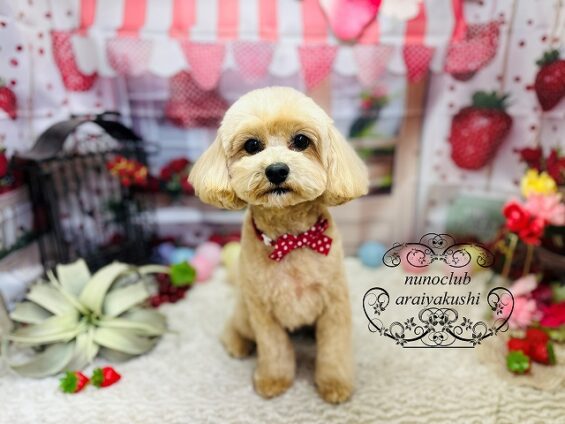 ペットサロン、ヌーノクラブ、可愛くリーズナブルにトリミング マルプーのリラ3_640