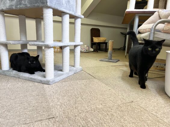ヌーノクラブ　猫専用ペットホテル　都内　中野区　フリースペースでのびのび　お預り中の猫ちゃん　黒猫のハル、ポニャ