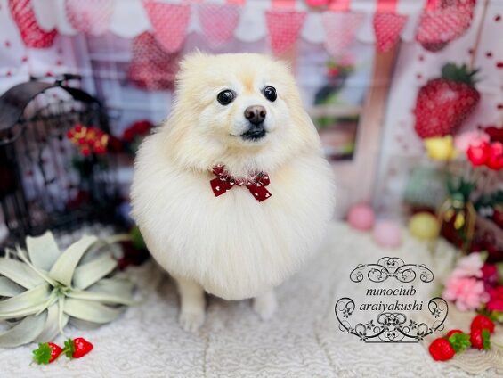 ペットサロン、ヌーノクラブ、可愛くリーズナブルにトリミング　ミックスのルン、　ポメラニアンのリリィ_640