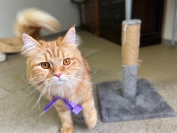 ヌーノクラブ　猫専用ペットホテル　都内　中野区　フリースペースでのびのび　お預り中の猫ちゃん　サイベリアンのゴロー