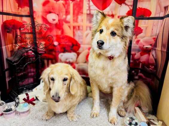 ペットサロン、ヌーノクラブ、可愛くリーズナブルにトリミング　MIXのリノ.ナル_640