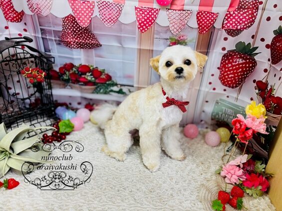 ペットサロン、ヌーノクラブ、可愛くリーズナブルにトリミング マルプーのむく_640