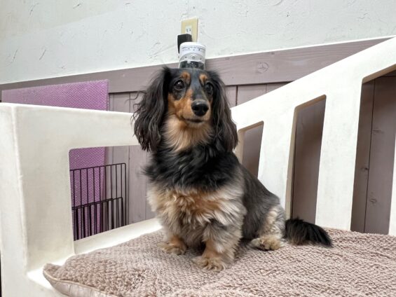 ヌーノクラブ　犬のペットホテル　東京　中野区　フリースペースでのびのび　お預かり中　ミニチュアダックスのレア、トイプードルのウル