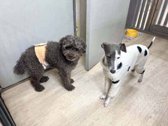 ヌーノクラブ　犬のペットホテル　東京　中野区　フリースペースでのびのび　お預かり中　イタグレの花乃嬢