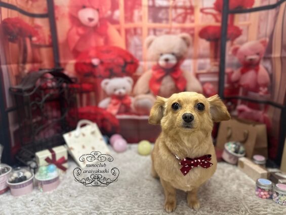 ペットサロン、ヌーノクラブ、可愛くリーズナブルにトリミング　