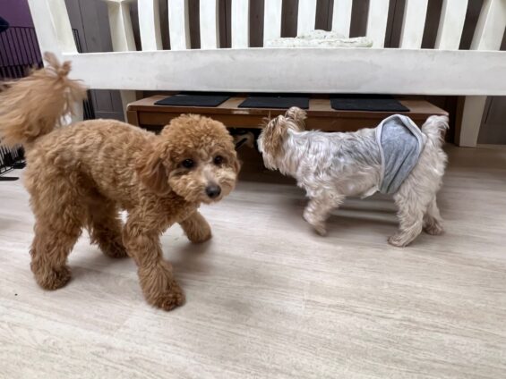 ヌーノクラブ　犬のペットホテル　東京　中野区　フリースペースでのびのび　お預かり中　トイプードルのクレア