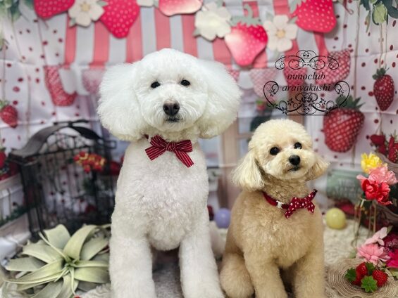 ペットサロン、ヌーノクラブ、可愛くリーズナブルにトリミング