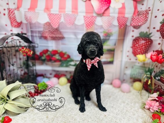 ペットサロン、ヌーノクラブ、可愛くリーズナブルにトリミング