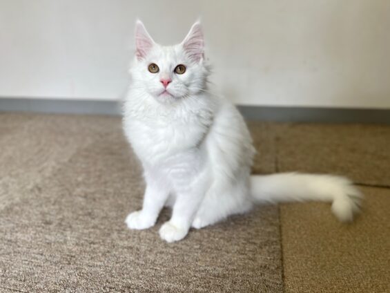 ヌーノクラブ 猫専用ペットホテル 都内 中野区 フリースペースでのびのび お預り中の猫ちゃん メインクーンのネージュ