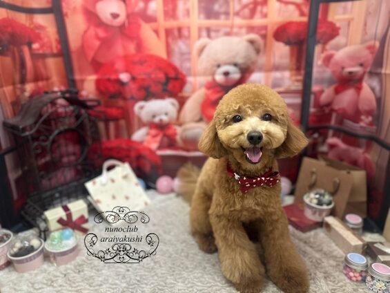 ペットサロン、ヌーノクラブ、可愛くリーズナブルにトリミング　