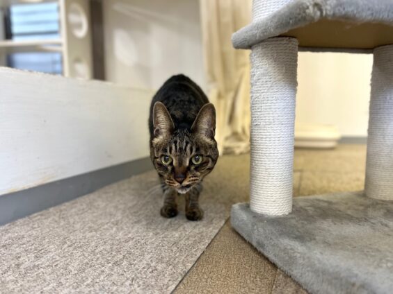 ヌーノクラブ 猫専用ペットホテル 都内 中野区 フリースペースでのびのび お預り中の猫ちゃん キジトラのリク