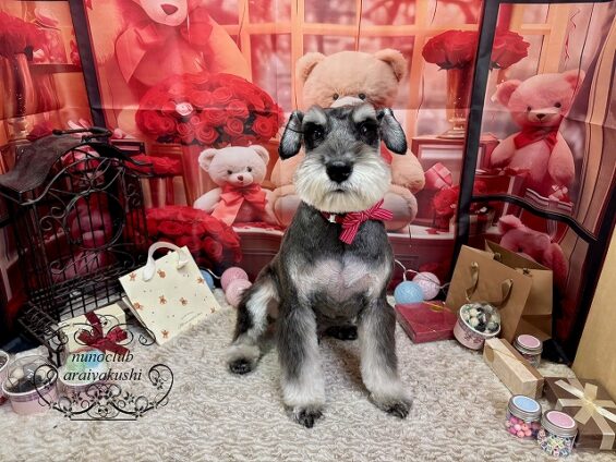 ペットサロン、ヌーノクラブ、可愛くリーズナブルにトリミング　ミニチュアシュナウザーの未来３_640