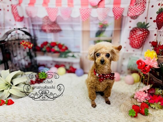 ペットサロン、ヌーノクラブ、可愛くリーズナブルにトリミング トイプードルのマロン_640