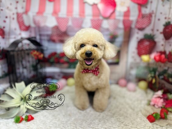 ペットサロン、ヌーノクラブ、可愛くリーズナブルにトリミング トイプードルのちい5_640