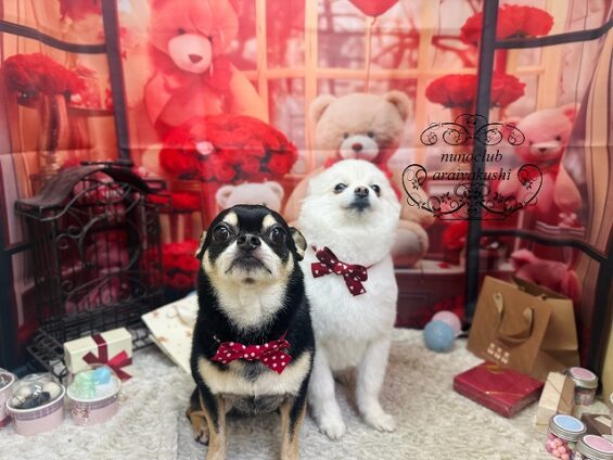 ペットサロン、ヌーノクラブ、可愛くリーズナブルにトリミング　