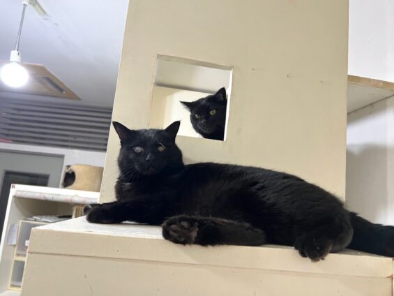 ヌーノクラブ　猫専用ペットホテル　都内　中野区　フリースペースでのびのび　お預り中の猫ちゃん　黒猫のハル、ポニャ