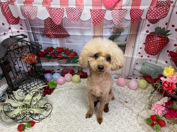 ペットサロン、ヌーノクラブ、可愛くリーズナブルにトリミング トイプードルのレオ0_640