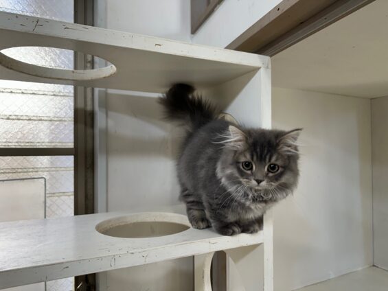 ヌーノクラブ　猫専用ペットホテル　都内　中野区　フリースペースでのびのび　お預り中の猫ちゃん　ミヌエットのぬぬ