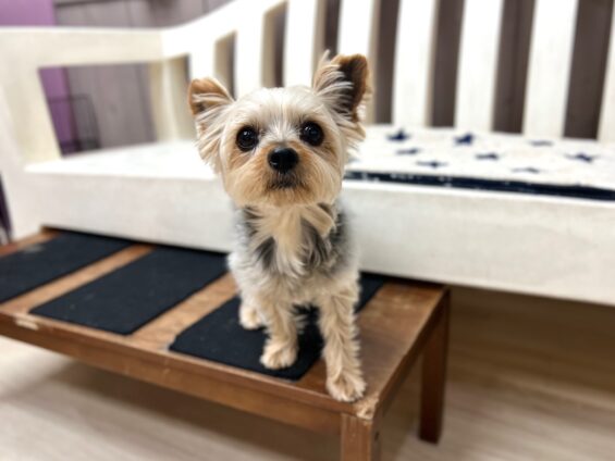 ヌーノクラブ　犬のペットホテル　東京　中野区　フリースペースでのびのび　お預かり中　ヨーキーのくるみ