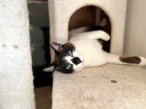 ヌーノクラブ 猫専用ペットホテル 都内 中野区 フリースペースでのびのび お預り中の猫ちゃん ミックスのチョコレート