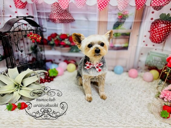 ペットサロン、ヌーノクラブ、可愛くリーズナブルにトリミング ヨーキーのくるみ_640