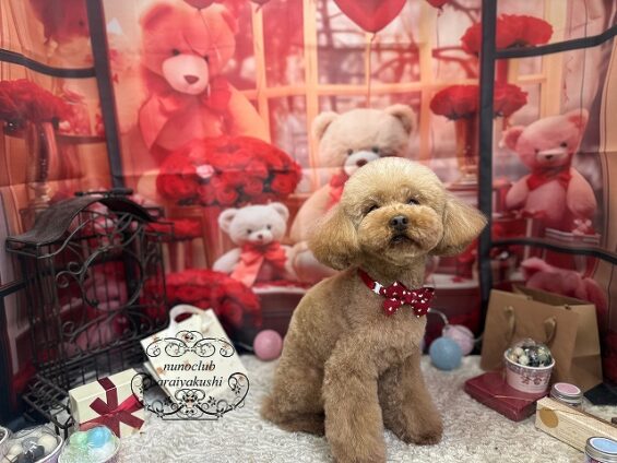 ペットサロン、ヌーノクラブ、可愛くリーズナブルにトリミング　