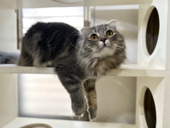 ヌーノクラブ　猫専用ペットホテル　都内　中野区　フリースペースでのびのび　お預り中の猫ちゃん　スコティッシュフォールドのルル