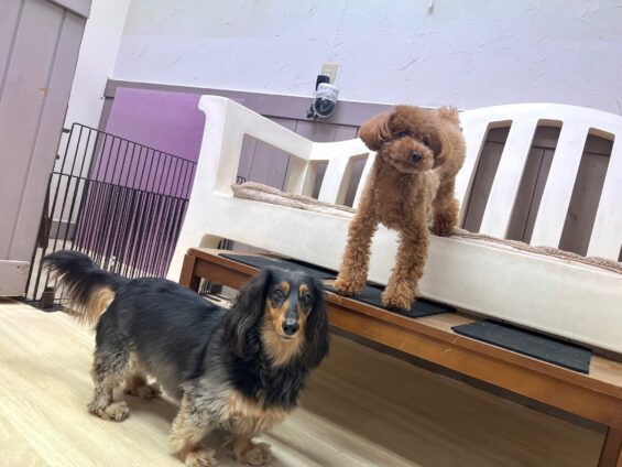 ヌーノクラブ　犬のペットホテル　東京　中野区　フリースペースでのびのび　お預かり中　ミニチュアダックスのレア、トイプードルのウル