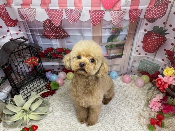 ペットサロン、ヌーノクラブ、可愛くリーズナブルにトリミング トイプードルのつゆ0_640