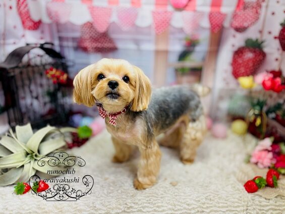 ペットサロン、ヌーノクラブ、可愛くリーズナブルにトリミング ヨーキーの虎太郎_640