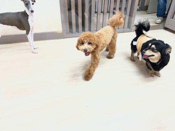 ヌーノクラブ　犬のペットホテル　東京　中野区　フリースペースでのびのび　お預かり中　トイプードルのクレア