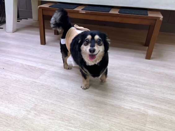 ヌーノクラブ　犬のペットホテル　東京　中野区　フリースペースでのびのび　お預かり中　チワックスの天虎