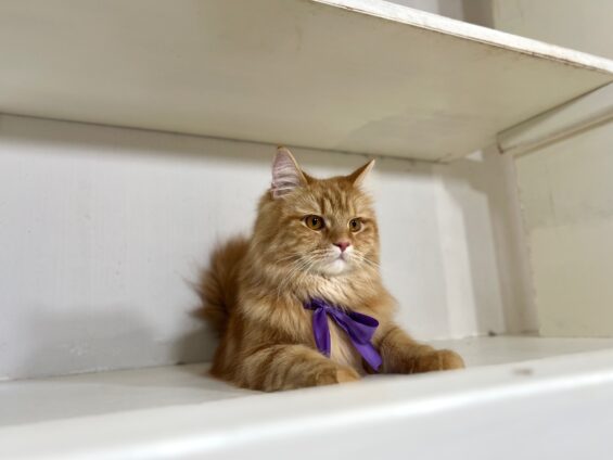 ヌーノクラブ　猫専用ペットホテル　都内　中野区　フリースペースでのびのび　お預り中の猫ちゃん　サイベリアンのゴロー