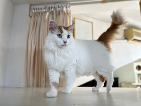 ヌーノクラブ 猫専用ペットホテル 都内 中野区 フリースペースでのびのび お預り中の猫ちゃん メインクーンのすさのお