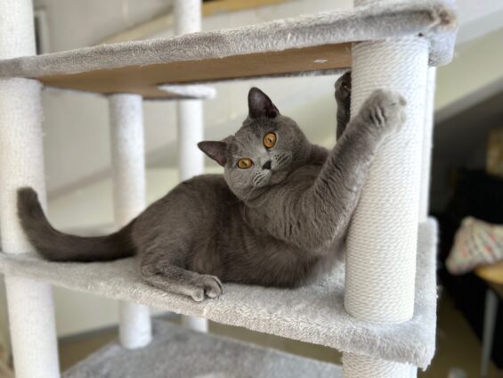 ヌーノクラブ 猫専用ペットホテル 都内 中野区 フリースペースでのびのび お預り中の猫ちゃん シャルトリューのあを