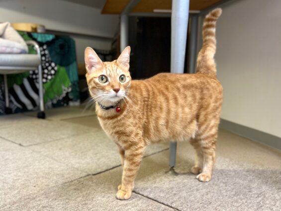 ヌーノクラブ　猫専用ペットホテル　都内　中野区　フリースペースでのびのび　お預り中の猫ちゃん　茶トラのトム