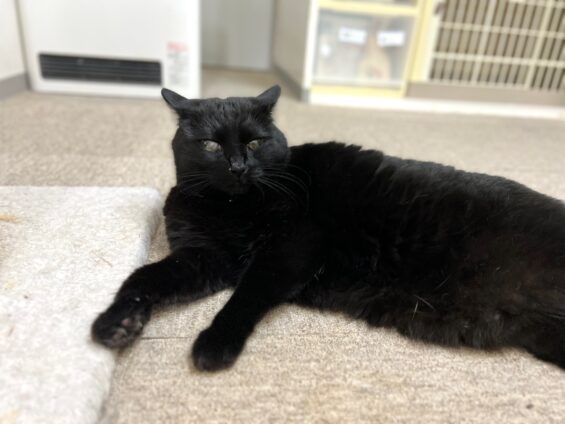 ヌーノクラブ　猫専用ペットホテル　都内　中野区　フリースペースでのびのび　お預り中の猫ちゃん　黒猫のハル