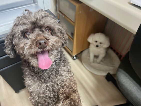 ヌーノクラブ　犬のペットホテル　東京　中野区　フリースペースでのびのび　お預かり中　トイプードルのアル、オタ