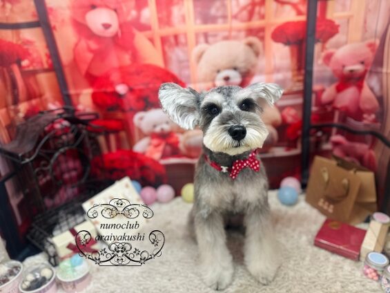 ペットサロン、ヌーノクラブ、可愛くリーズナブルにトリミング