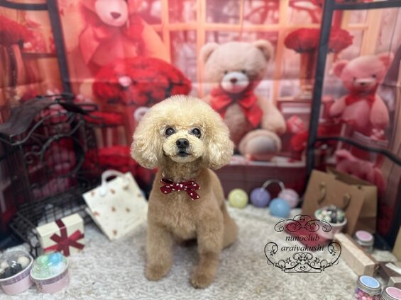 ペットサロン、ヌーノクラブ、可愛くリーズナブルにトリミング　