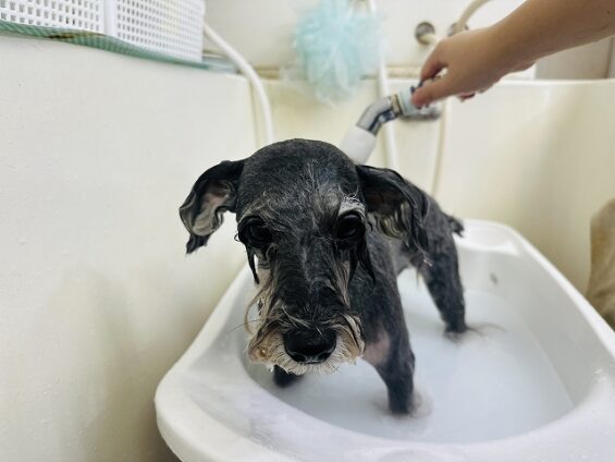 ペットサロン、ヌーノクラブ、可愛くリーズナブルにトリミング