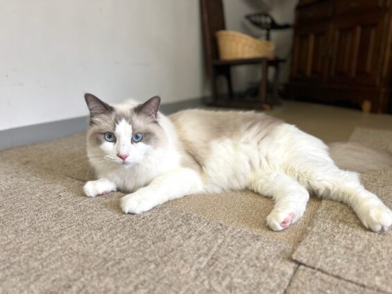 ヌーノクラブ　猫専用ペットホテル　都内　中野区　フリースペースでのびのび　お預り中の猫ちゃん　ラグドールのねむ