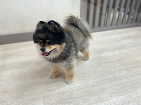 ヌーノクラブ　犬のペットホテル　東京　中野区　フリースペースでのびのび　お預かり中　ポメラニアンのなっちゃん