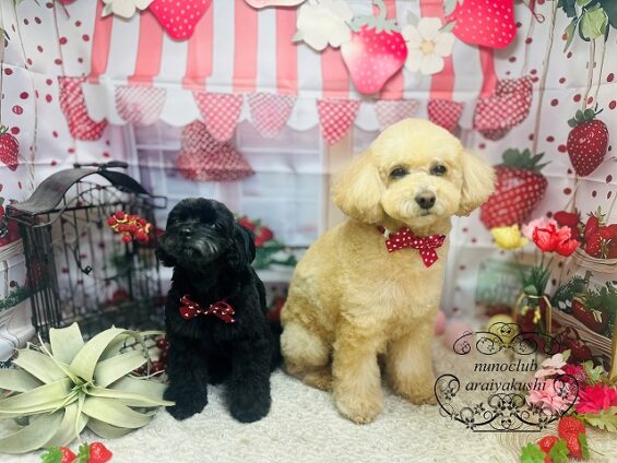 ペットサロン、ヌーノクラブ、可愛くリーズナブルにトリミング