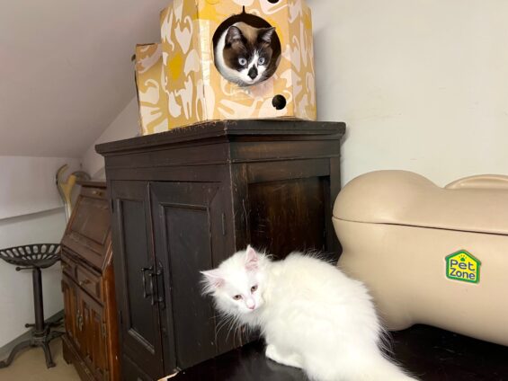 ヌーノクラブ 猫専用ペットホテル 都内 中野区 フリースペースでのびのび お預り中の猫ちゃん メインクーンのネージュ、ミックスのチョコレート